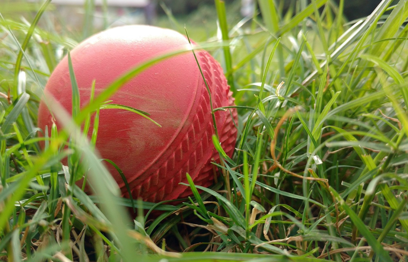 cricket-2533791_1280